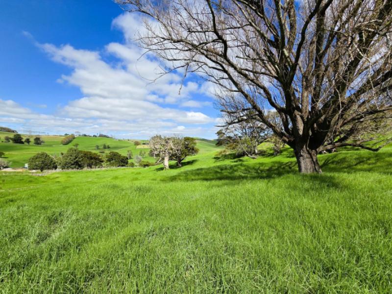morrison-road-dargaville