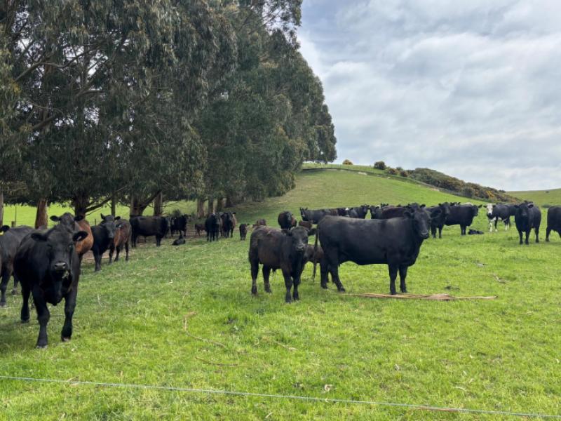 blacks-road-palmerston