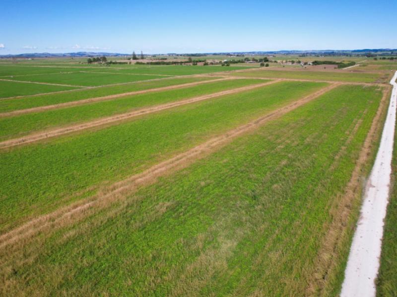 tramline-road-ruawai