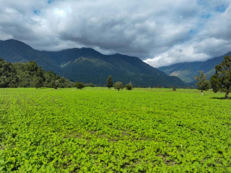 217-poerua-valley-road-harihari