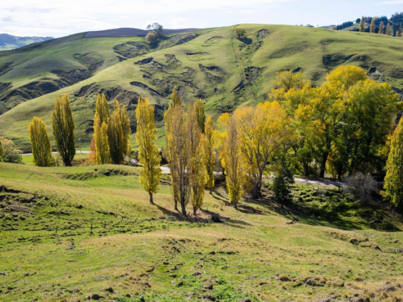81-mackenzie-road-kahuranaki