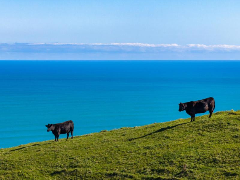 767-te-akau-coast-road-te-akau