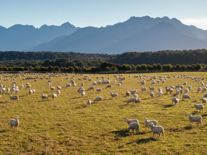 1223-manapouri-te-anau-highway-manapouri