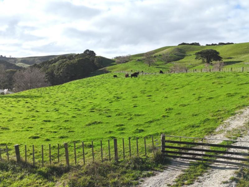 4326-kaipara-coast-highway-tauhoa