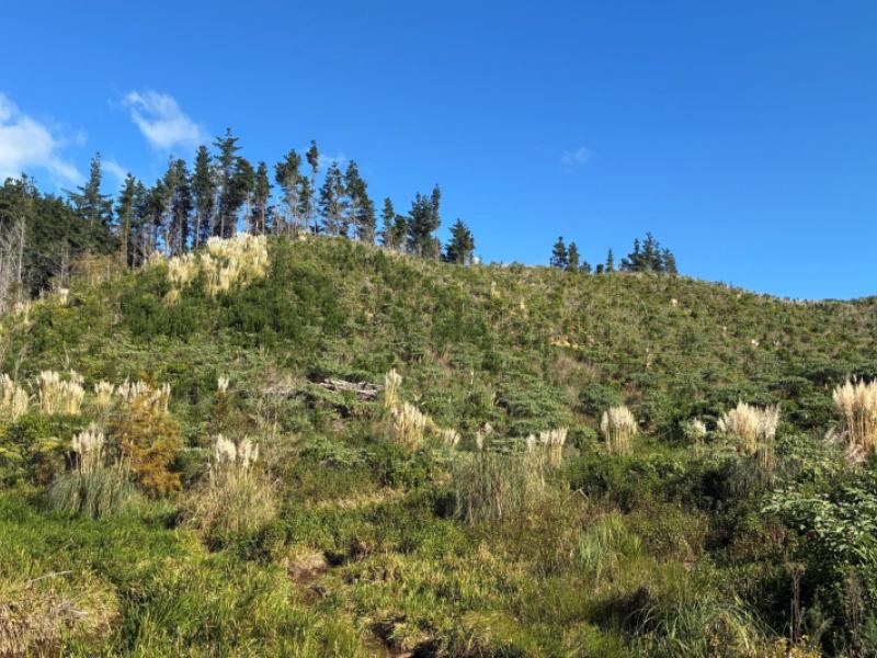 taraunui-road-parua-bay