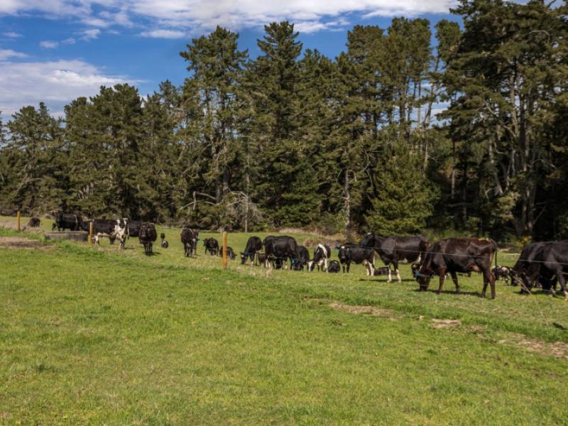 2230-pokairoa-road-galatea