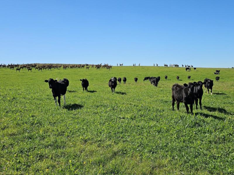 1550-waimumu-road-te-tipua