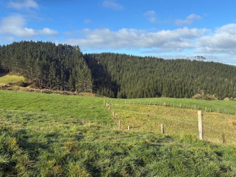 milne-road-purua