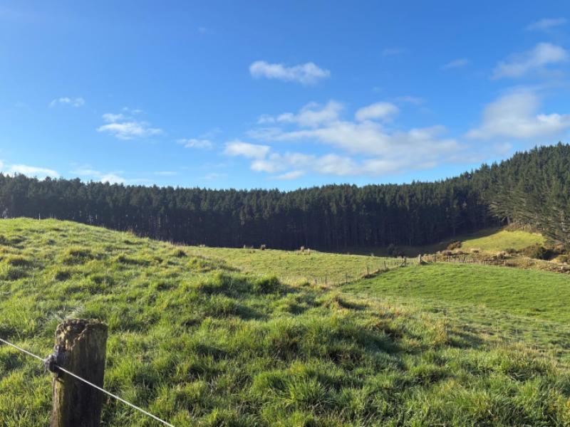milne-road-purua