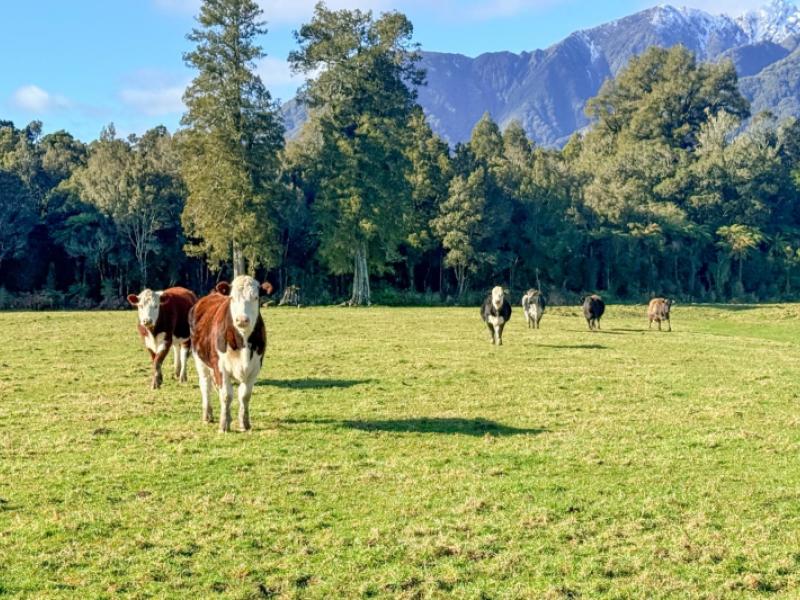 288-state-highway-6-fox-glacier