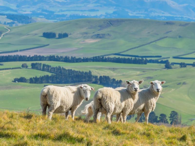 554-waikari-valley-road-scargill