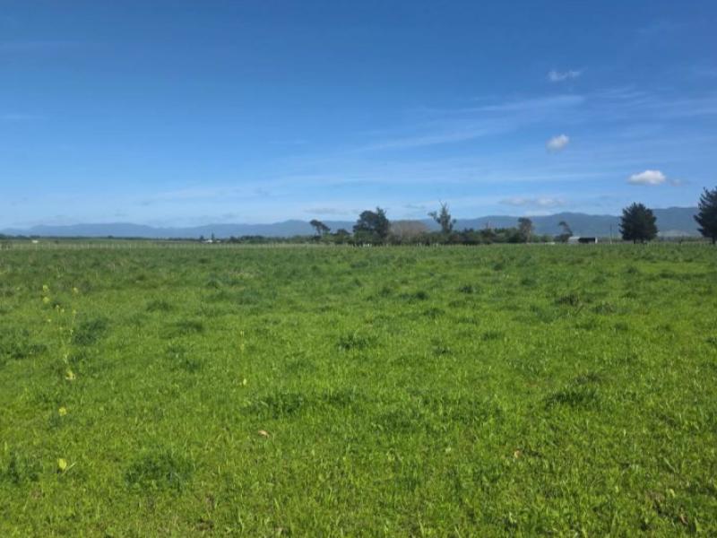 kahutara--road-martinborough