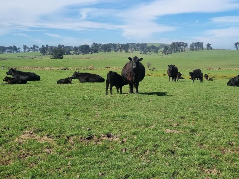 620-hinahina-road-catlins-surrounds