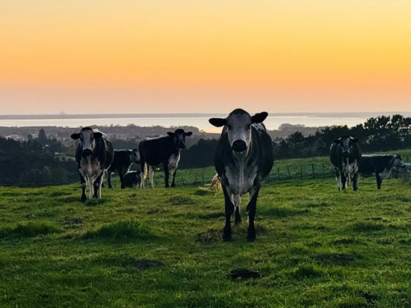383-busby-road-katikati