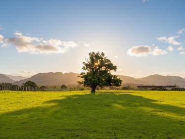 Greytown