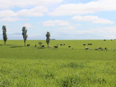 Temuka