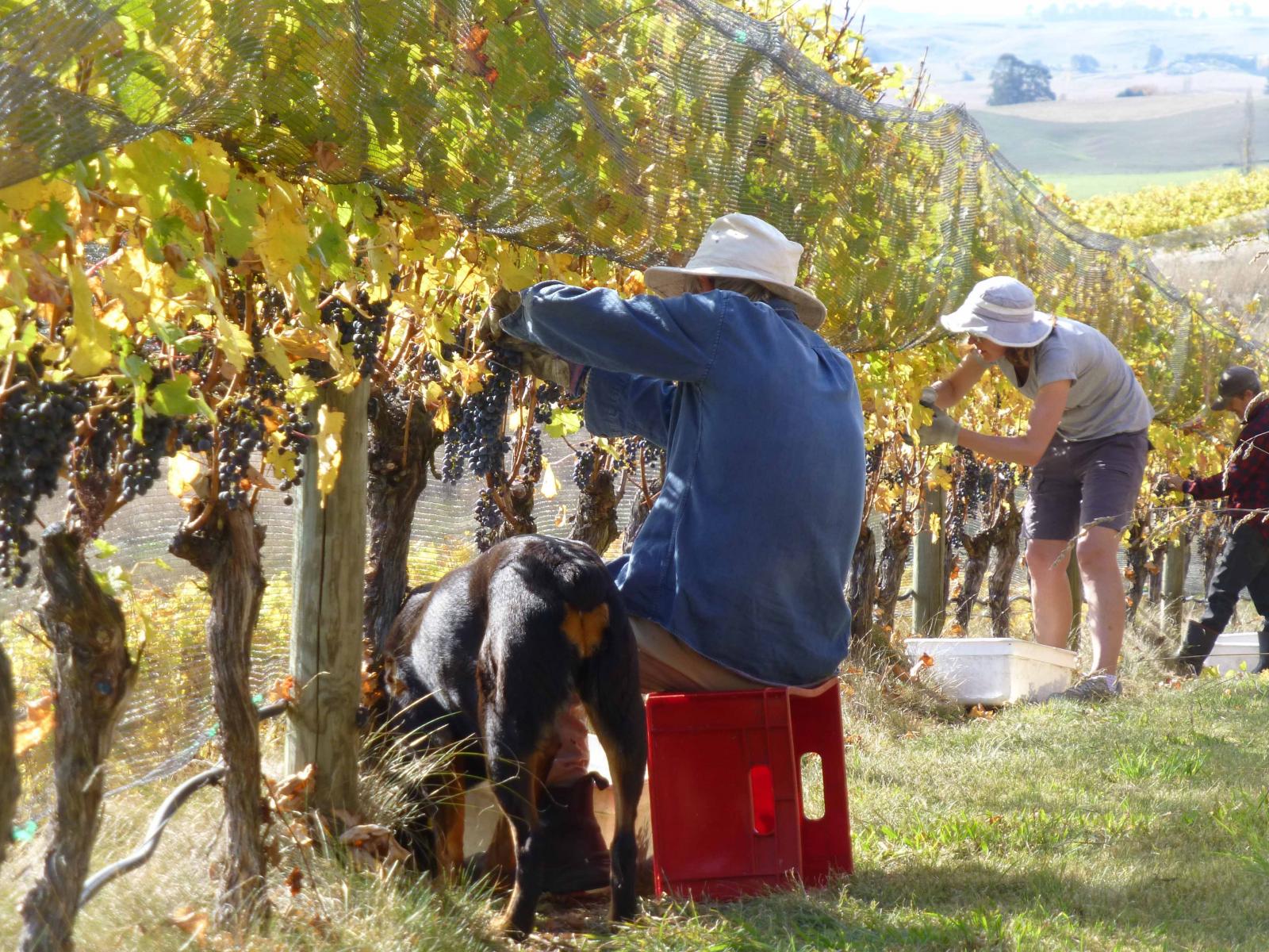 208 Pukeora Scenic Road, Waipukurau