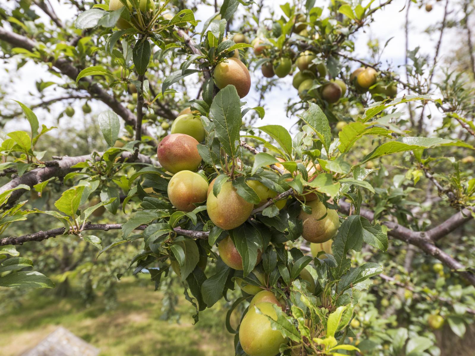 183 Tokomaru East Road, Tokomaru