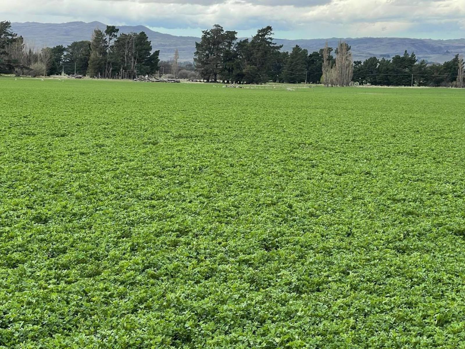 Lot 2 DP 595620 Gladbrook Road, Middlemarch