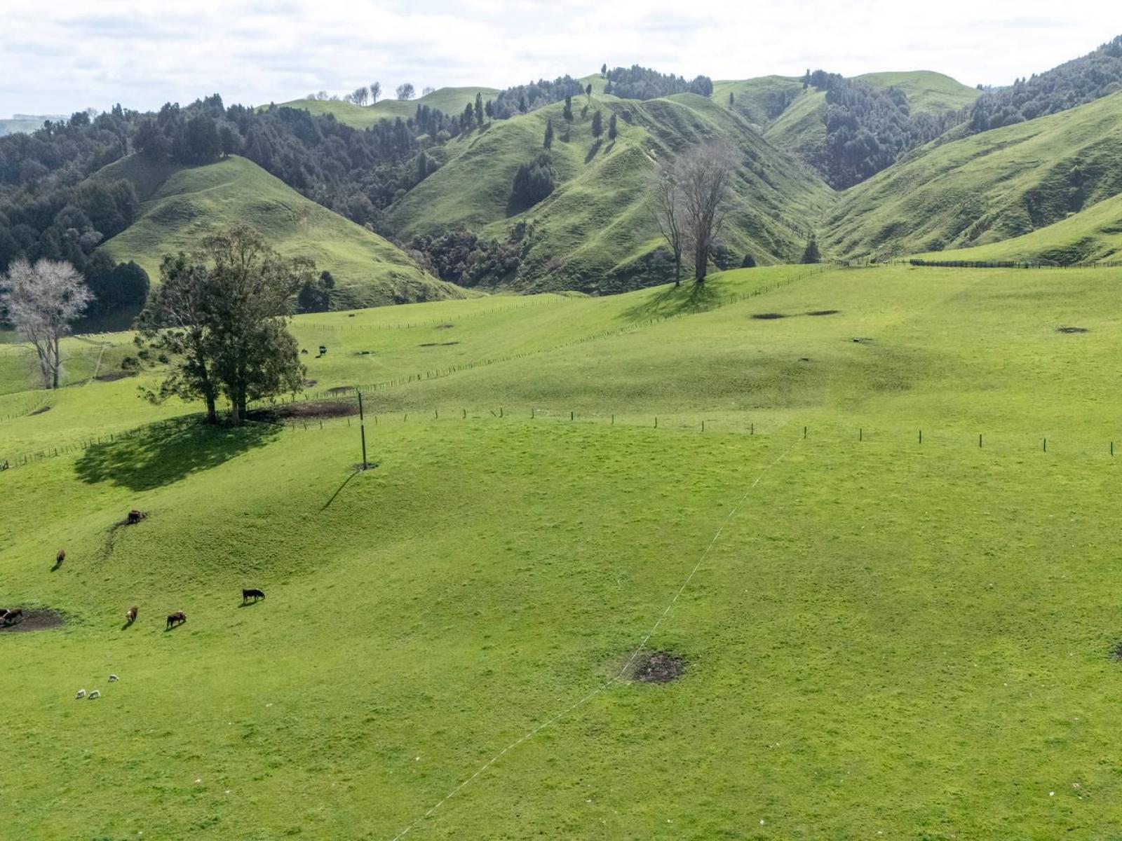 Te Kuiti