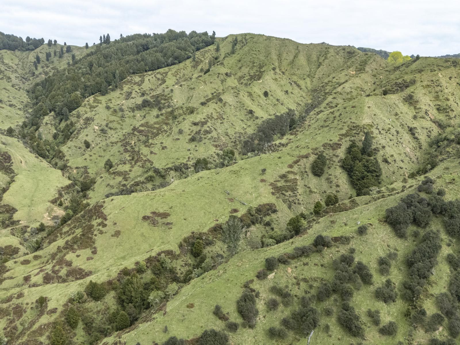 Owhango