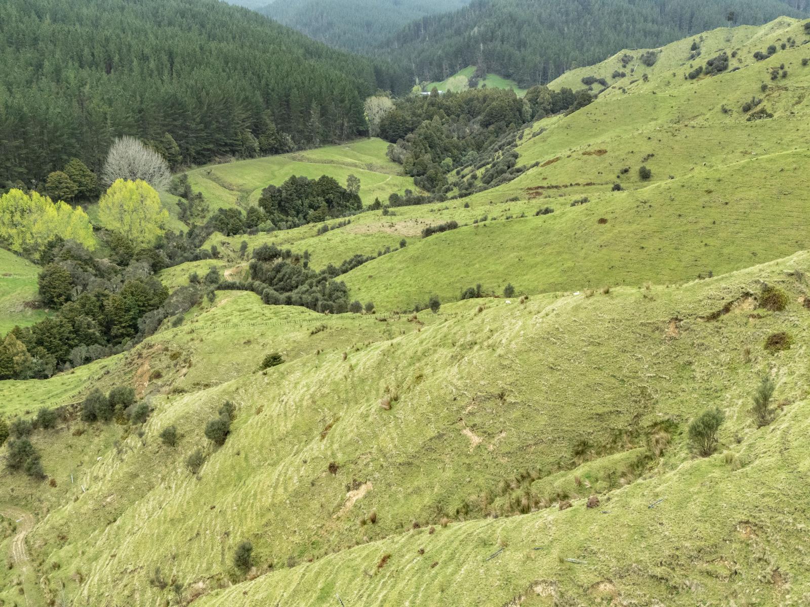 Owhango