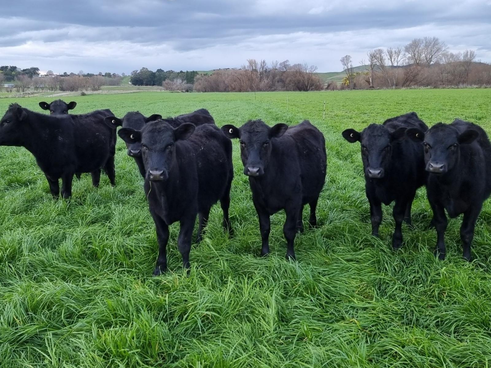 295 Tapairu Road, Waipawa