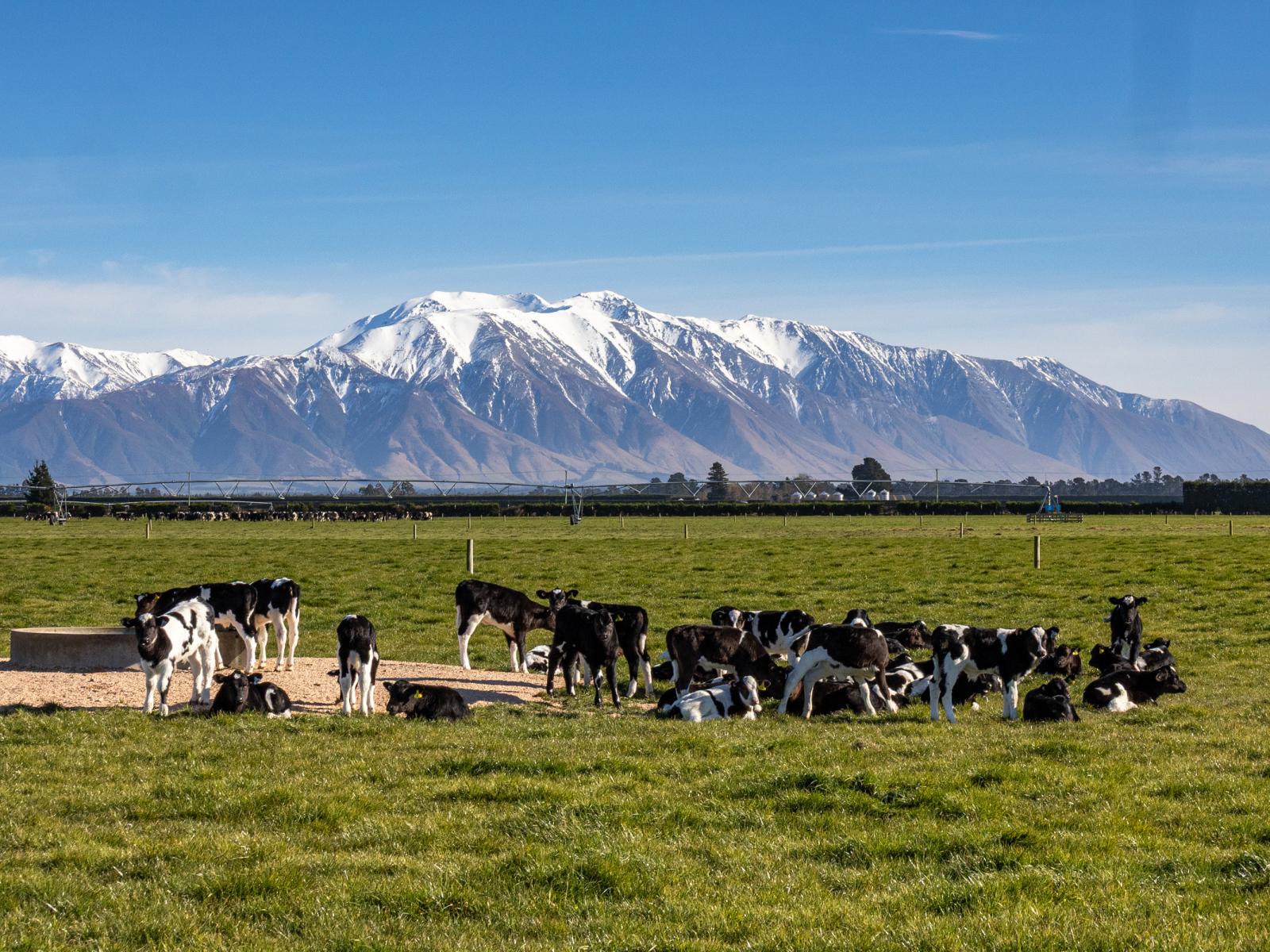 981 Back Track, Ashburton