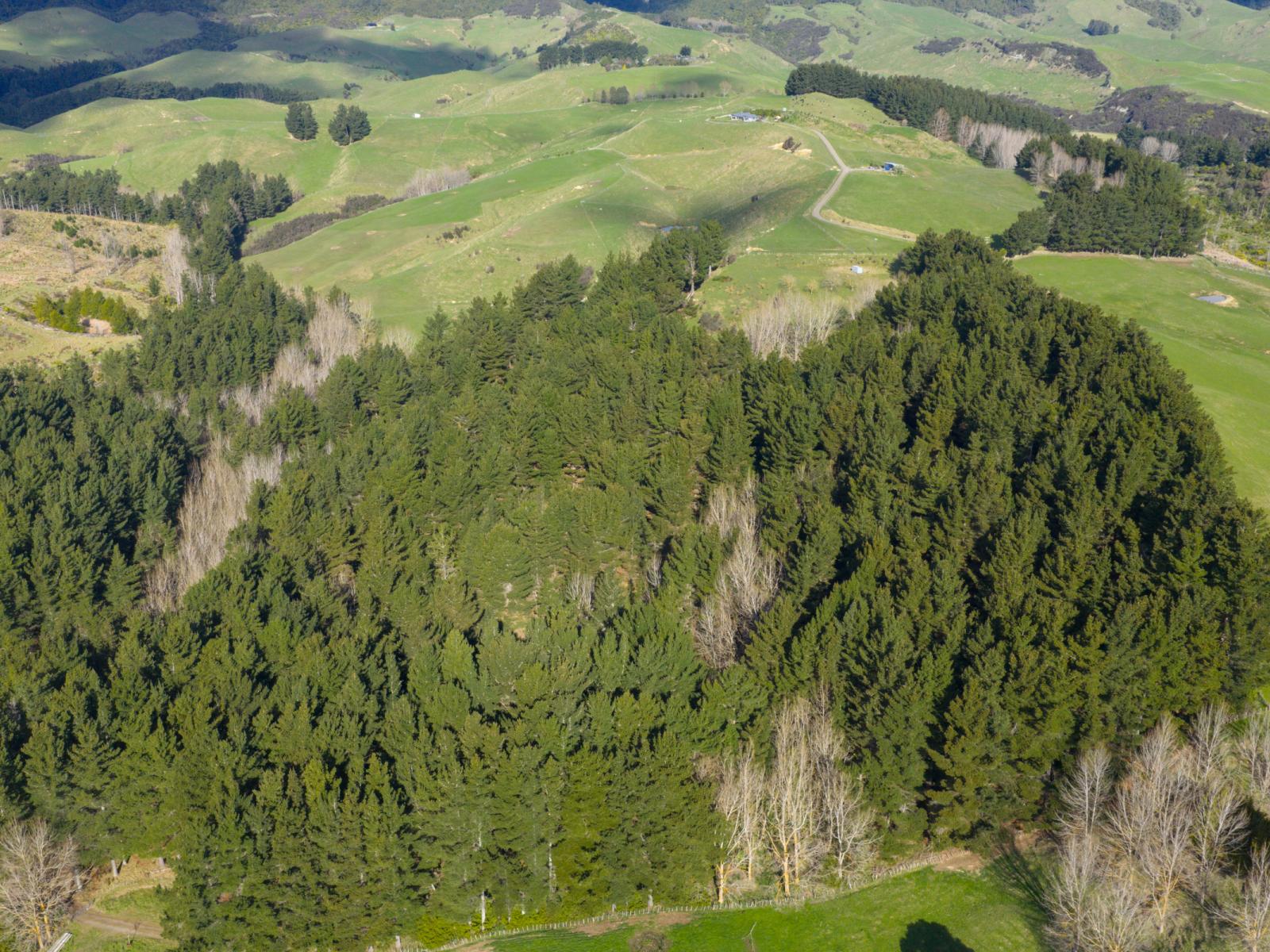No 1 Line, Pohangina