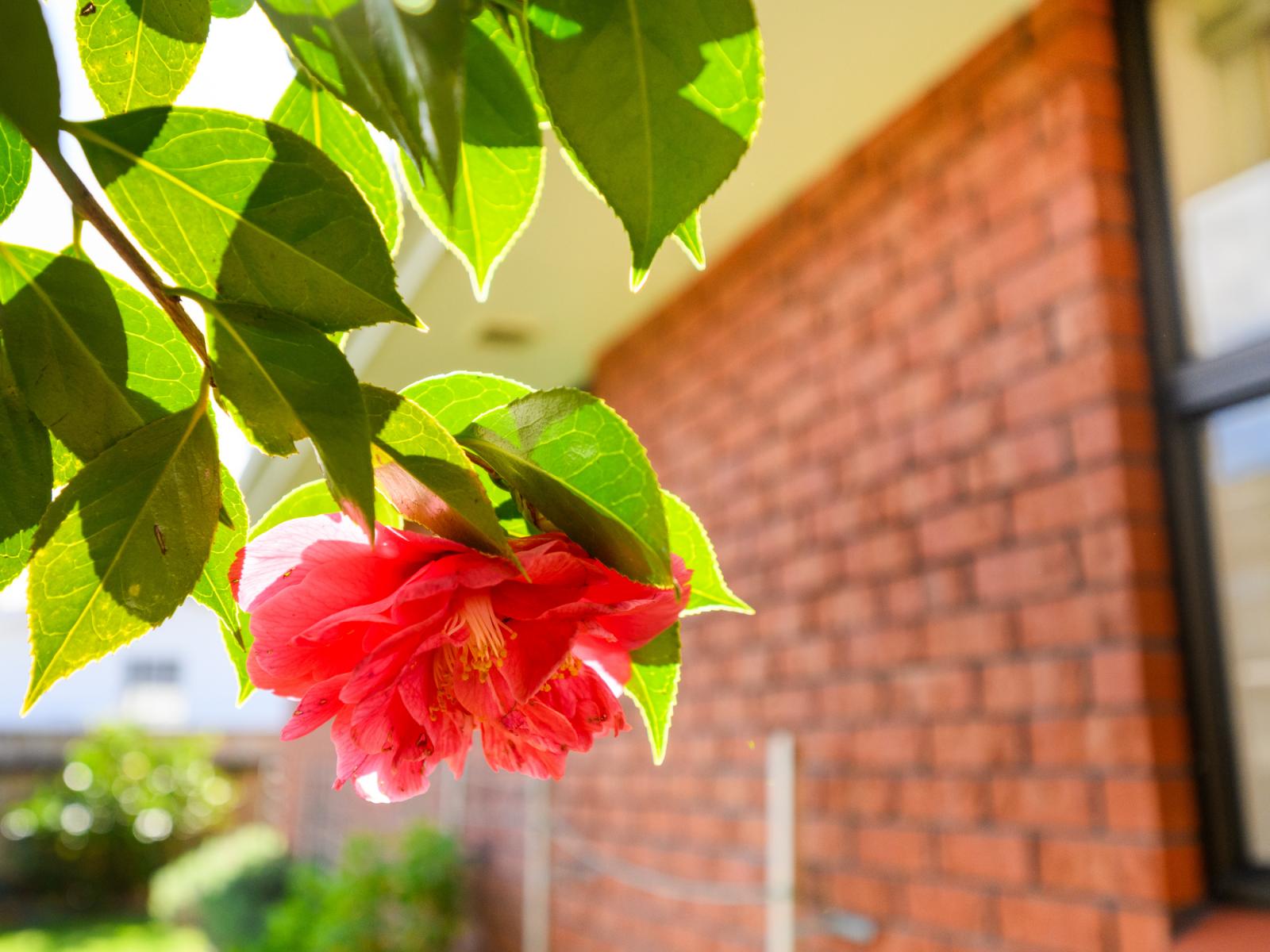 74 Albert Street, Palmerston North