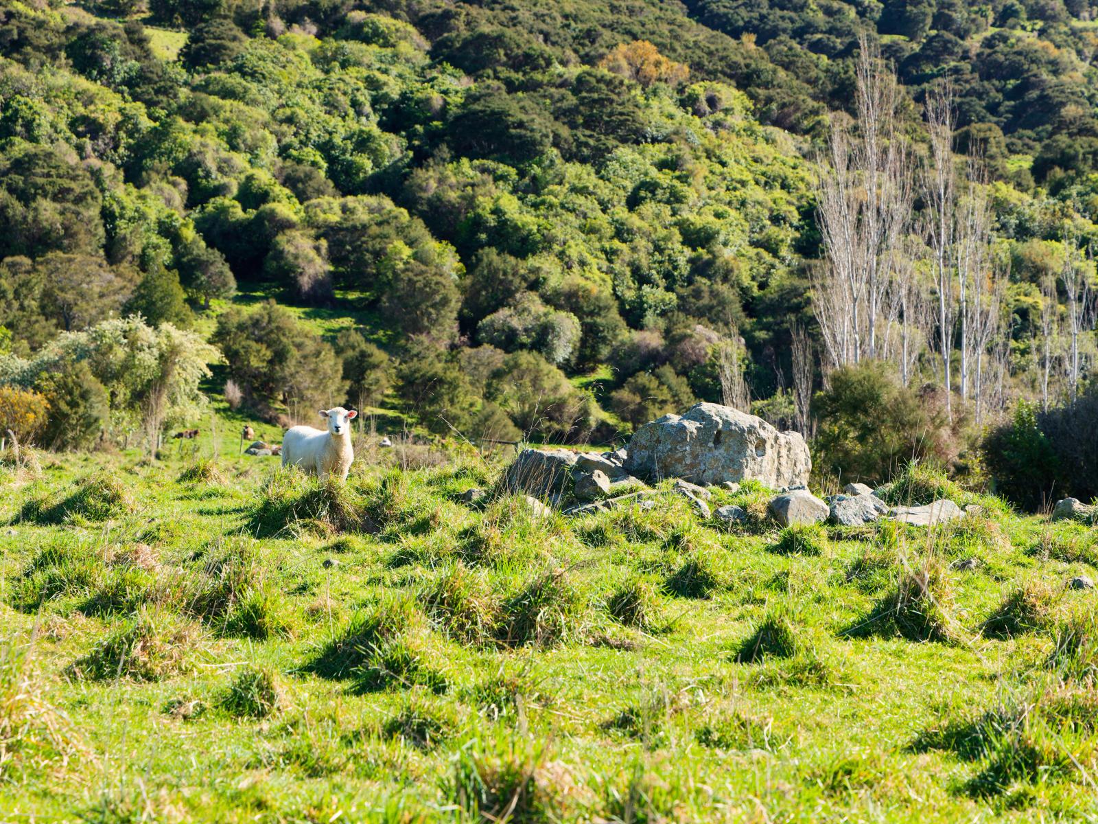 53 Grange Road, Kaikoura