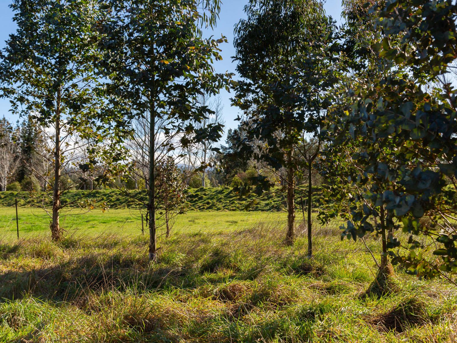 Governors Green Drive, Greytown