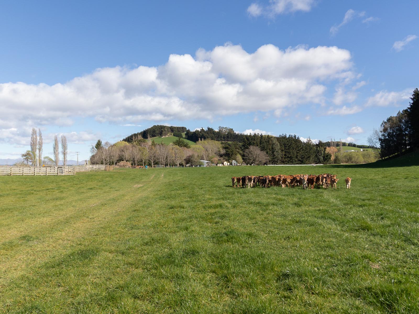 770 Mount Harris Road, Waimate