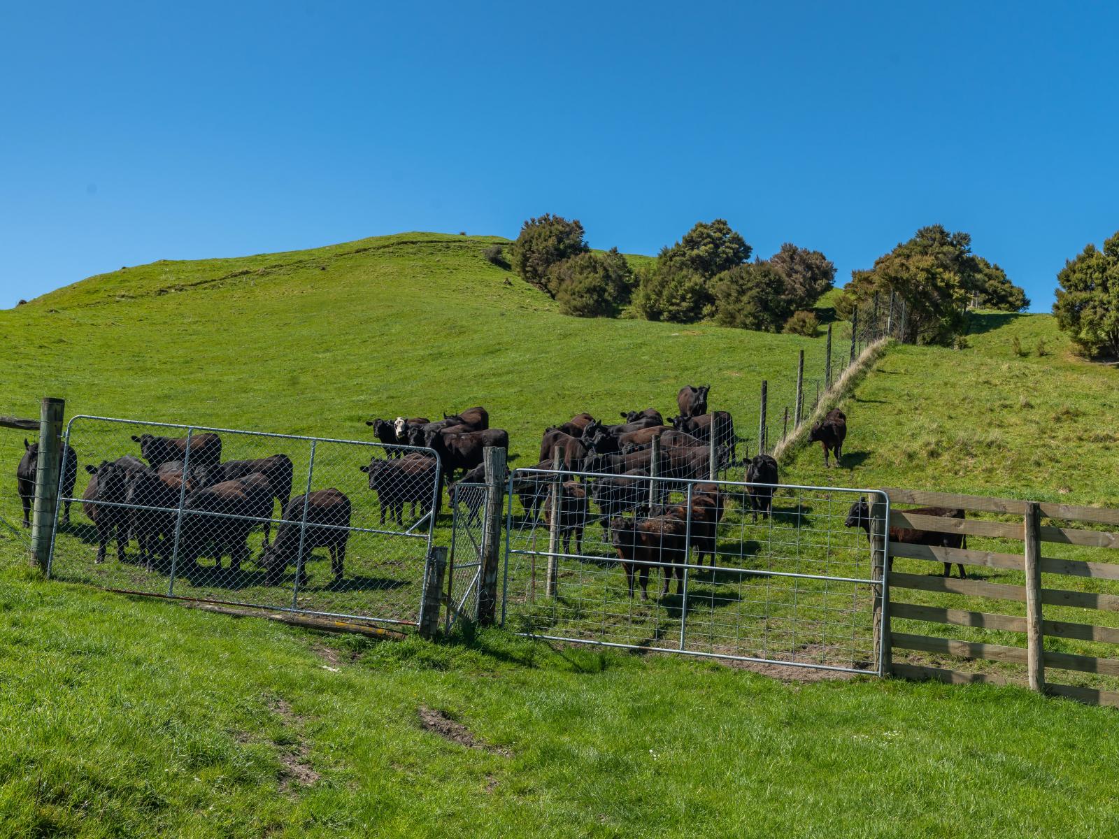 600 Hundalee Road, Kaikoura