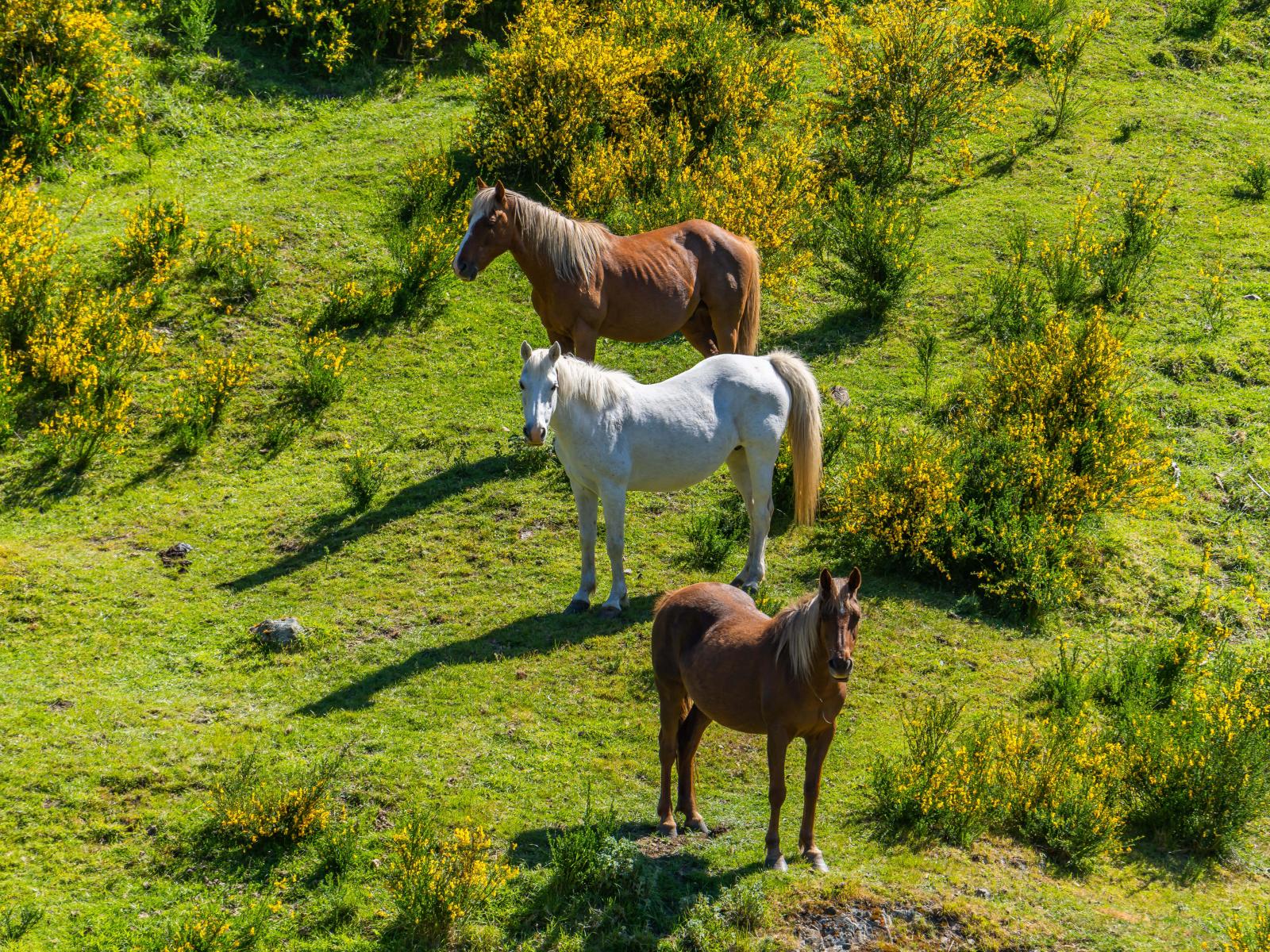 600 Hundalee Road, Kaikoura