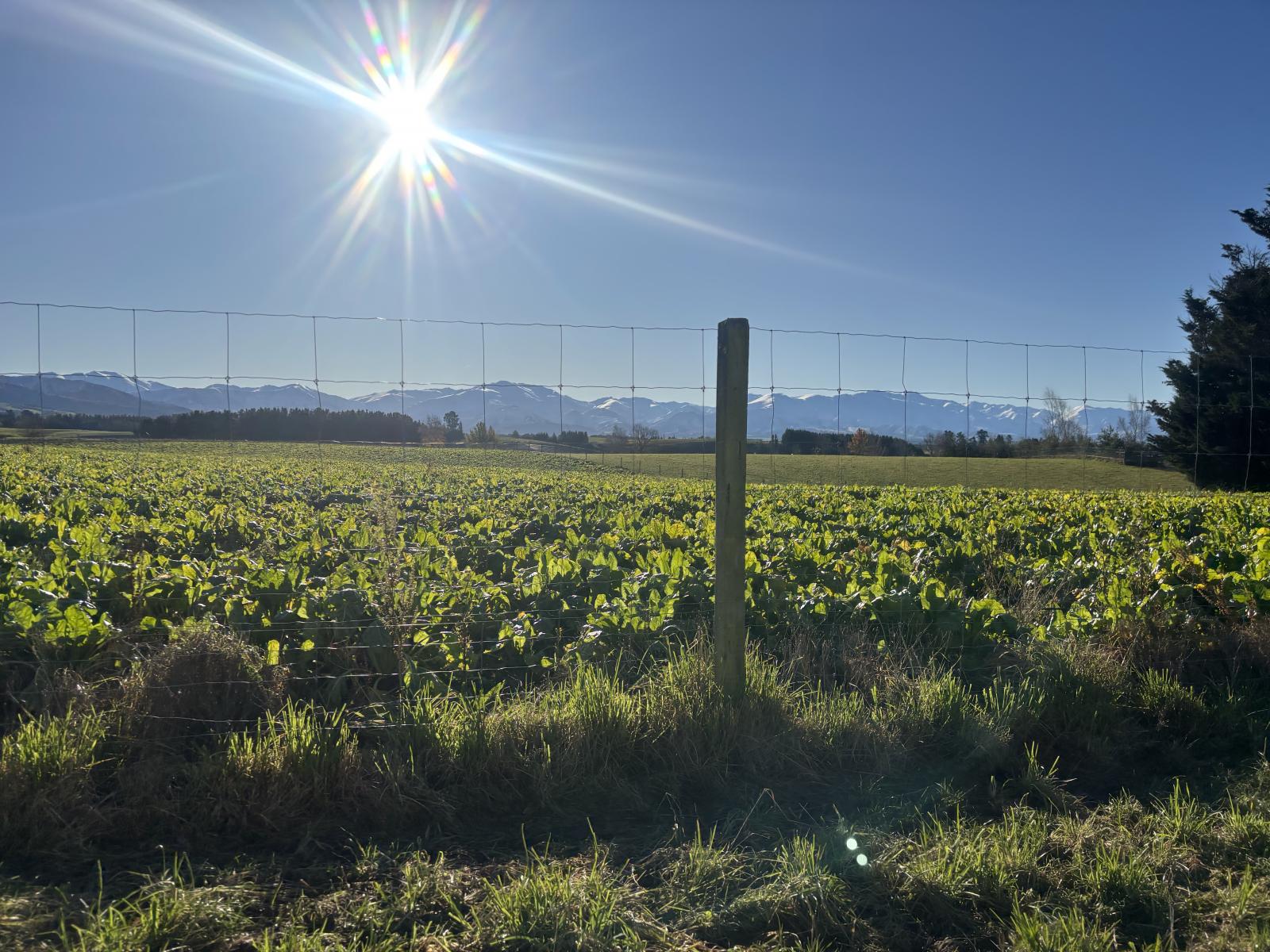455 Albury Fairlie Road, Mackenzie Country