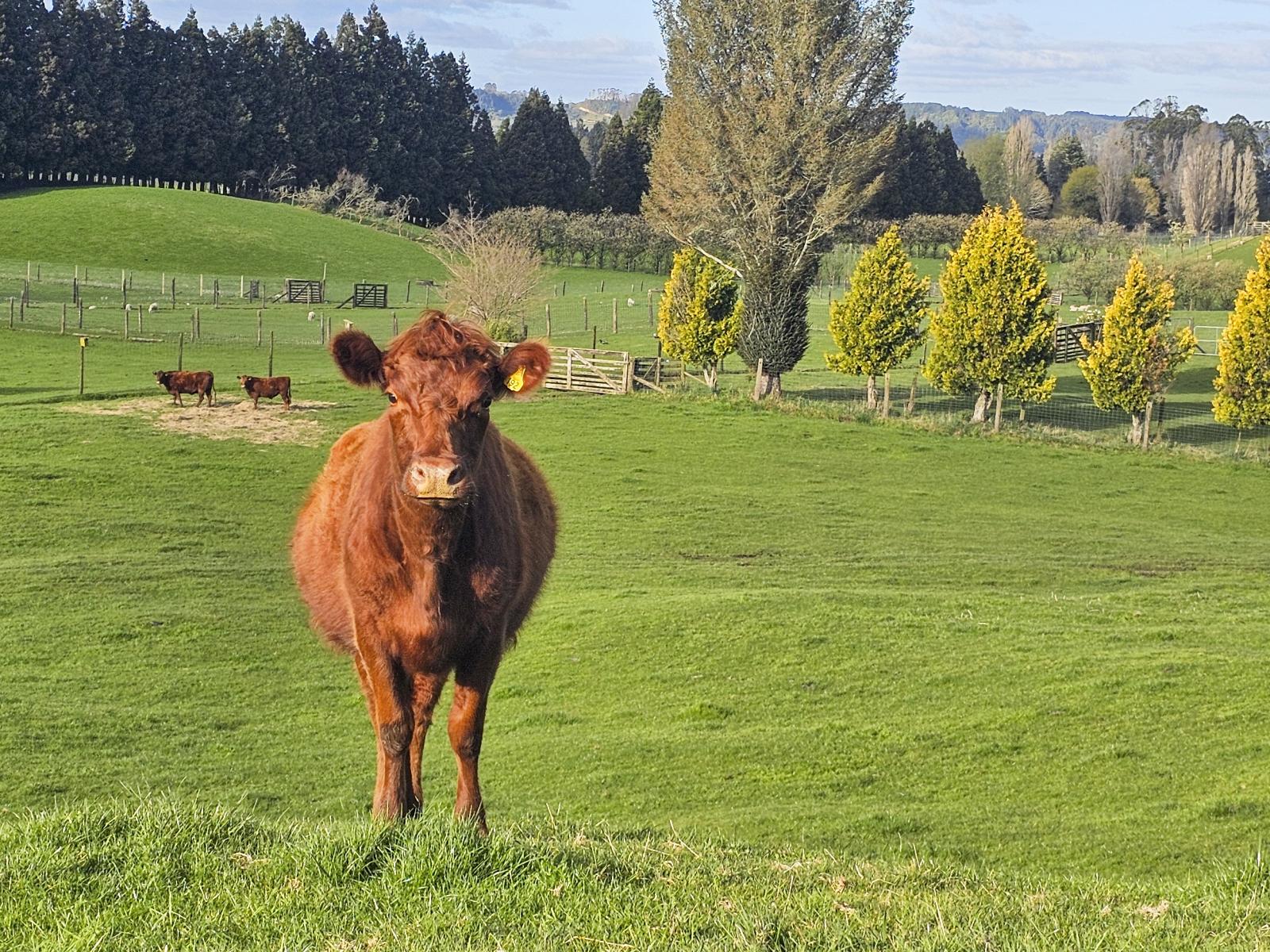 94 Oturoa Road, Hamurana