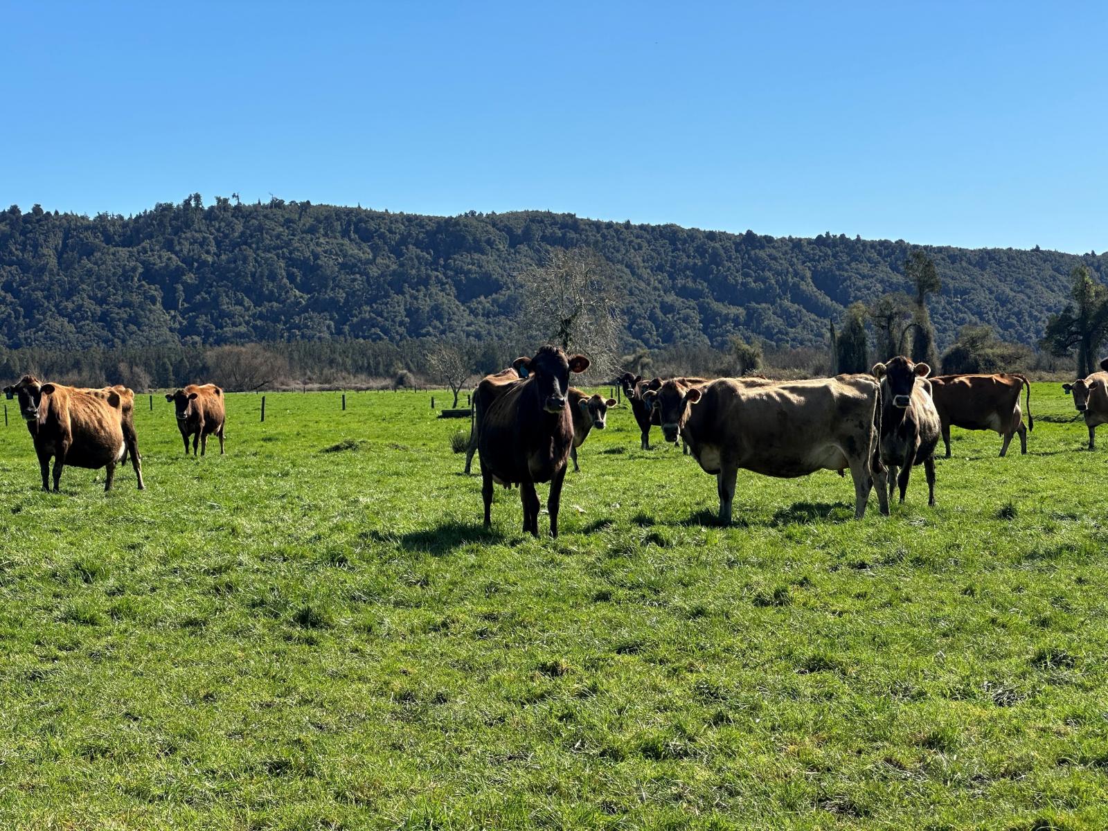667 Kaniere-Kowhitirangi Road, Kokatahi