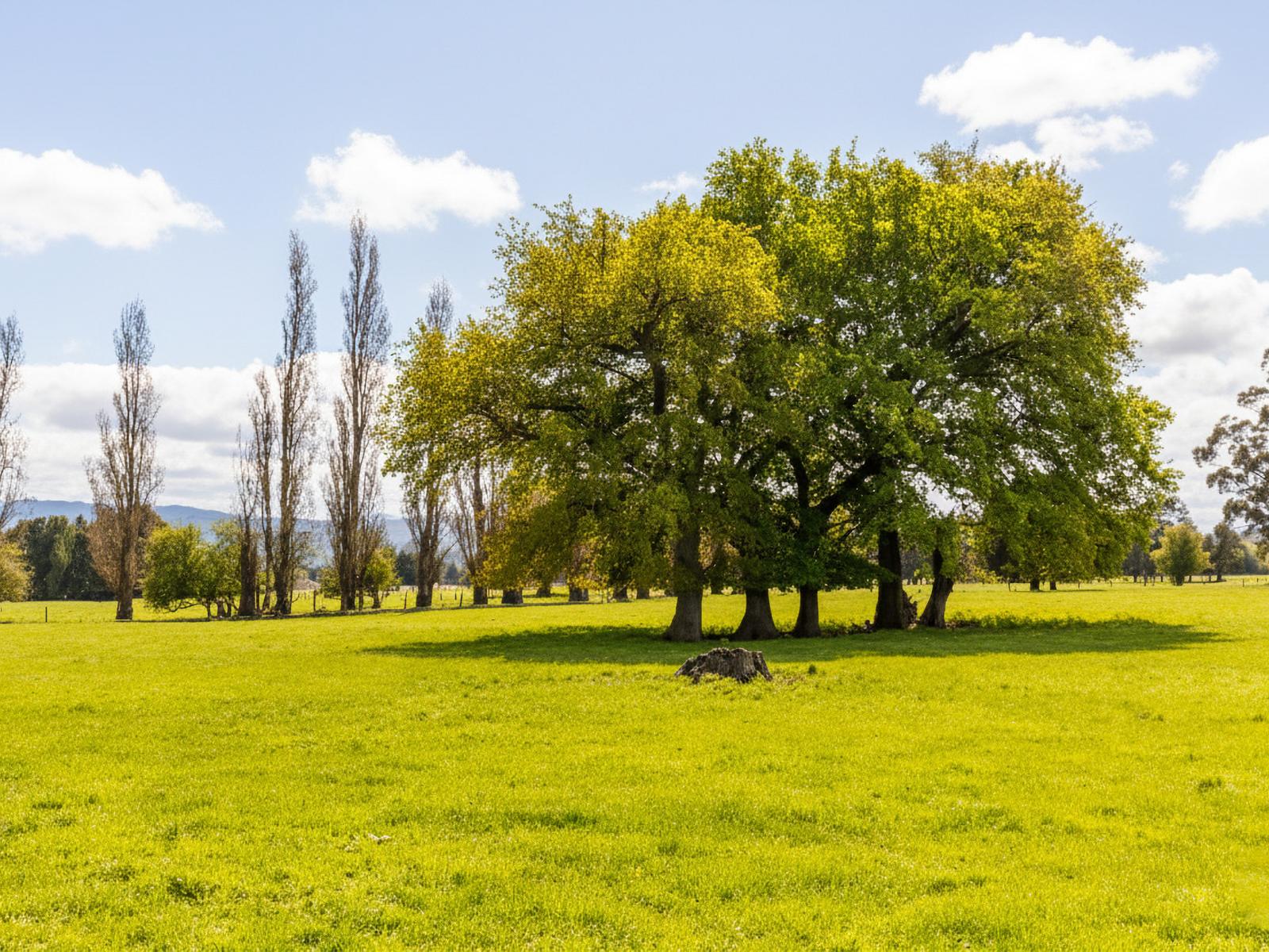 100 Humphries Street - Lifestyle, Greytown