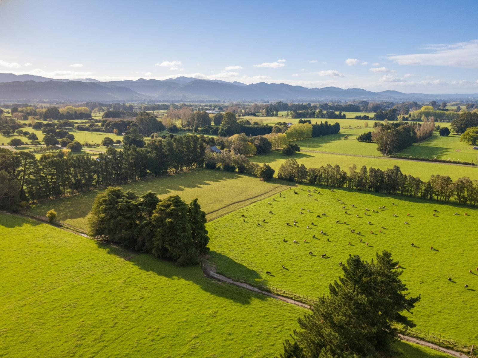 100 Humphries Street - Lifestyle, Greytown