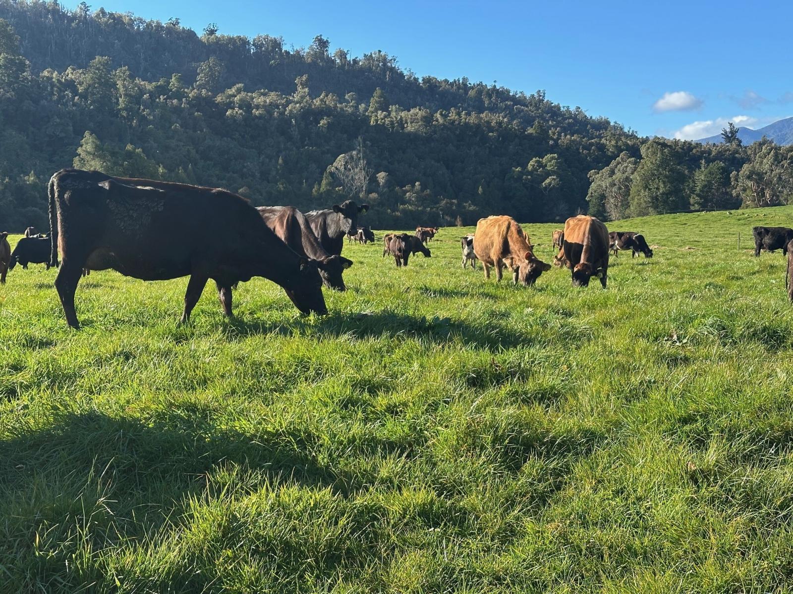 451 Umere Road, Karamea