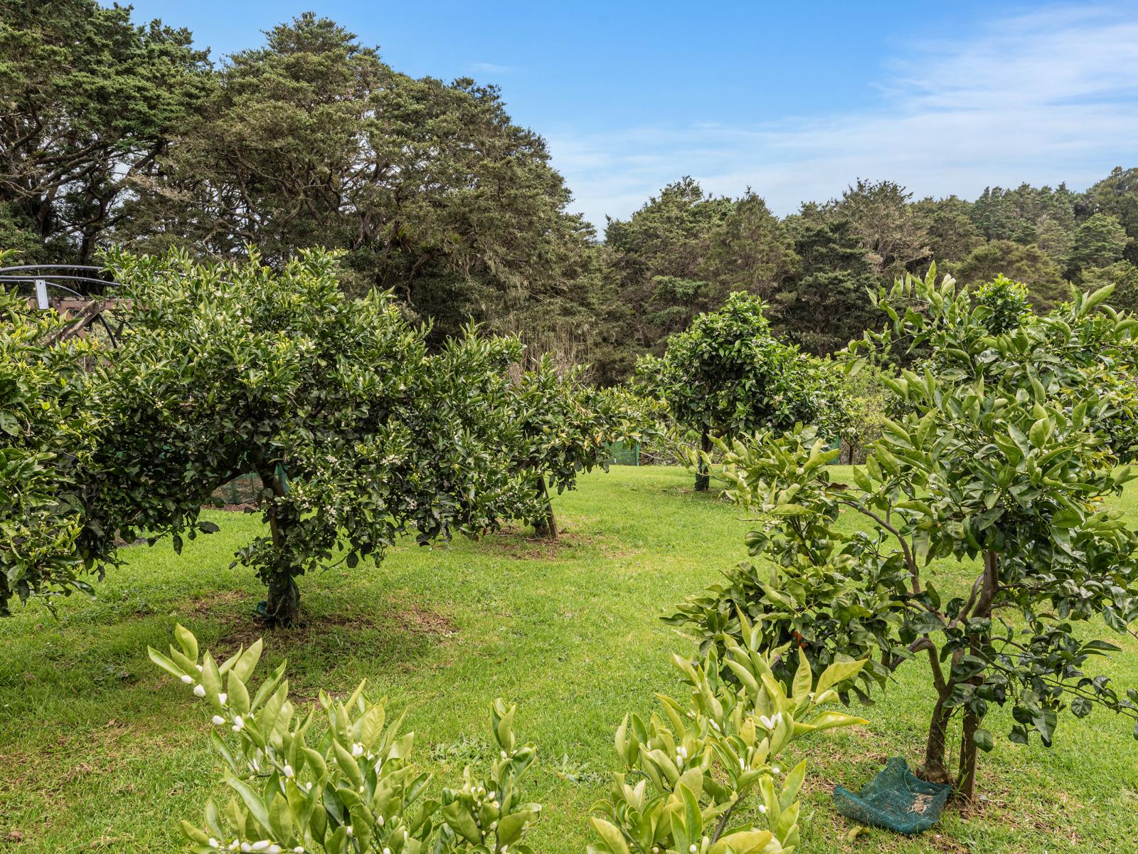 65 Main Road, Kauri