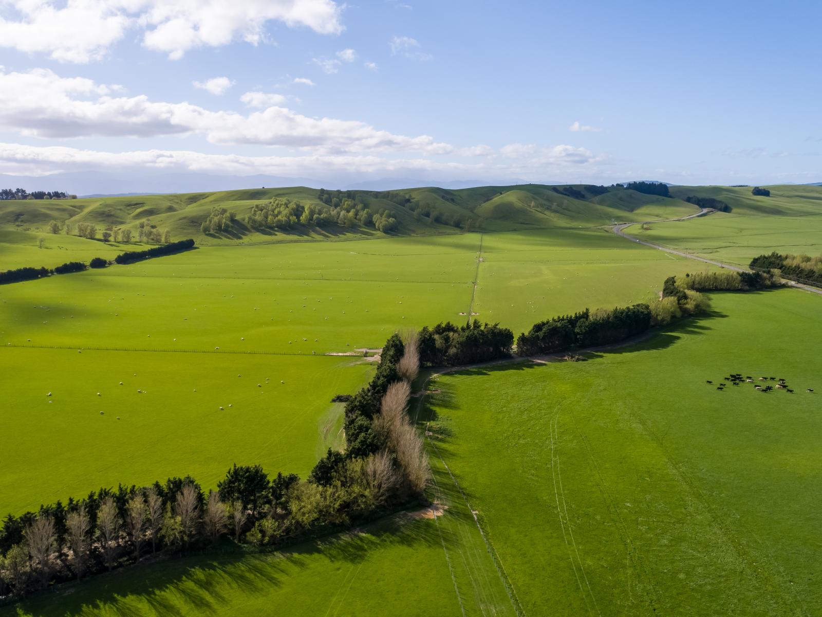 White Rock Road, Martinborough