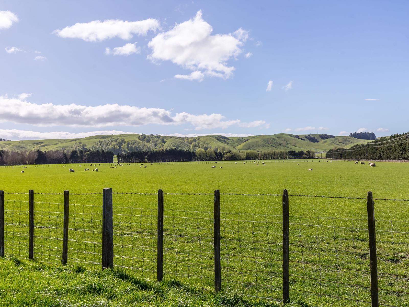 White Rock Road, Martinborough
