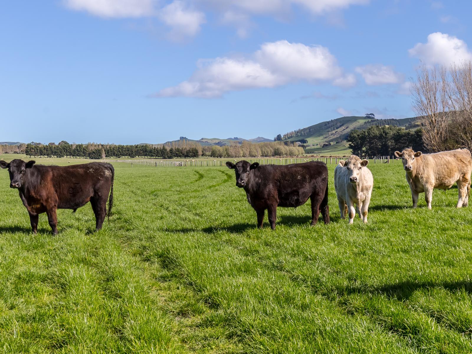 White Rock Road, Martinborough