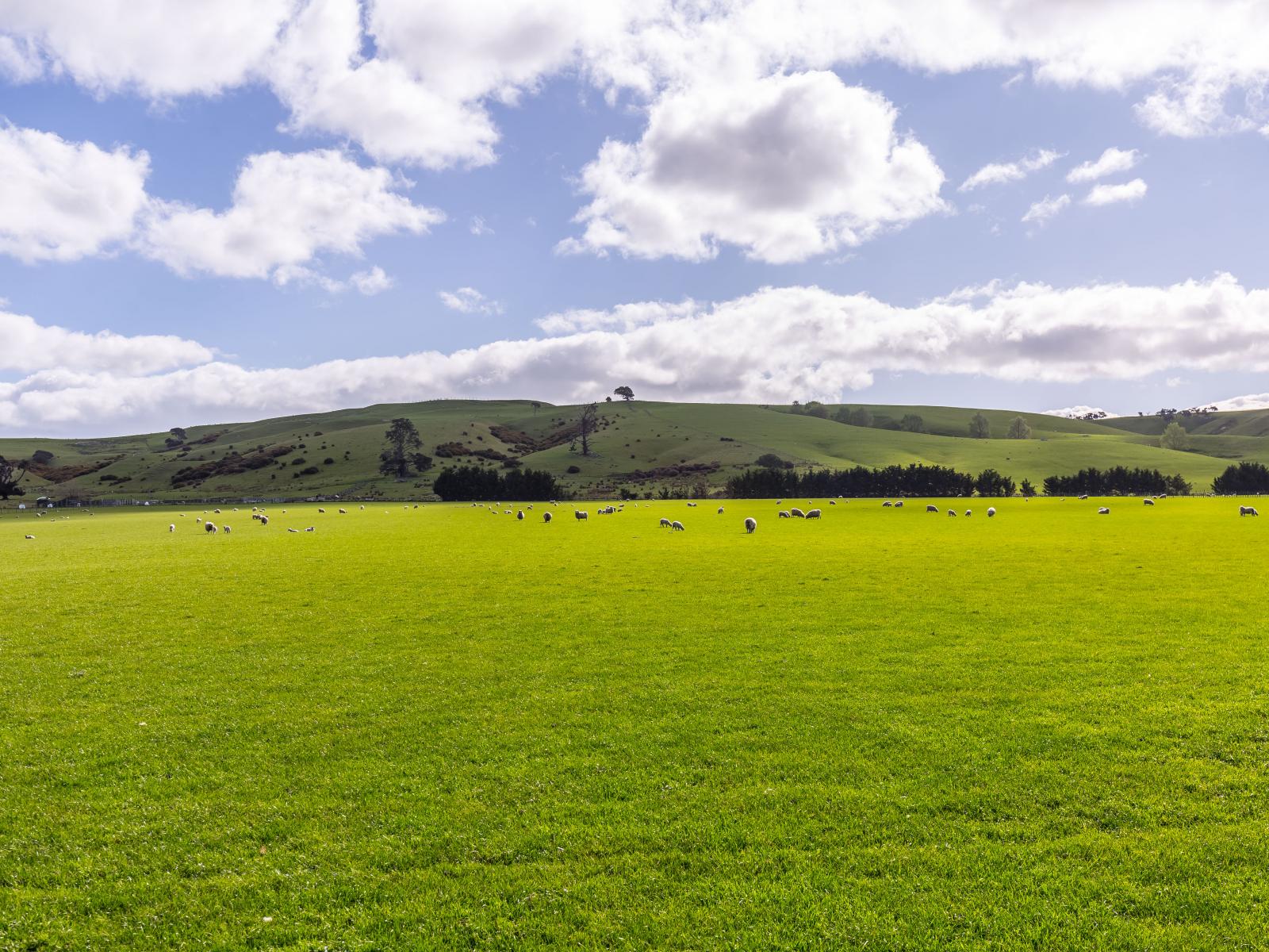 White Rock Road, Martinborough