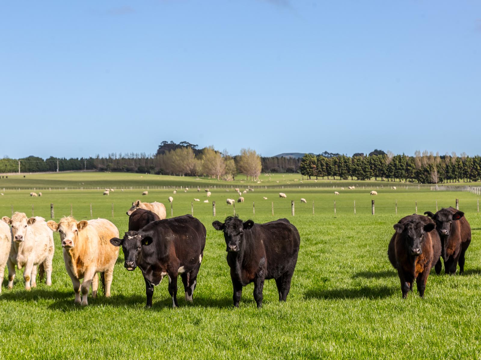 White Rock Road, Martinborough