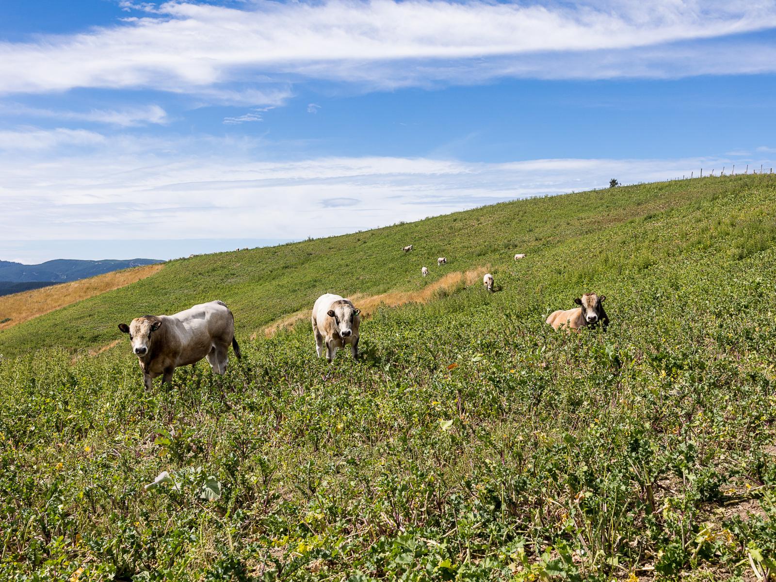 864 Hindon Road, Hindon