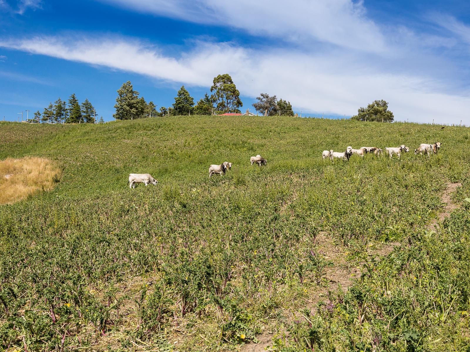 864 Hindon Road, Hindon