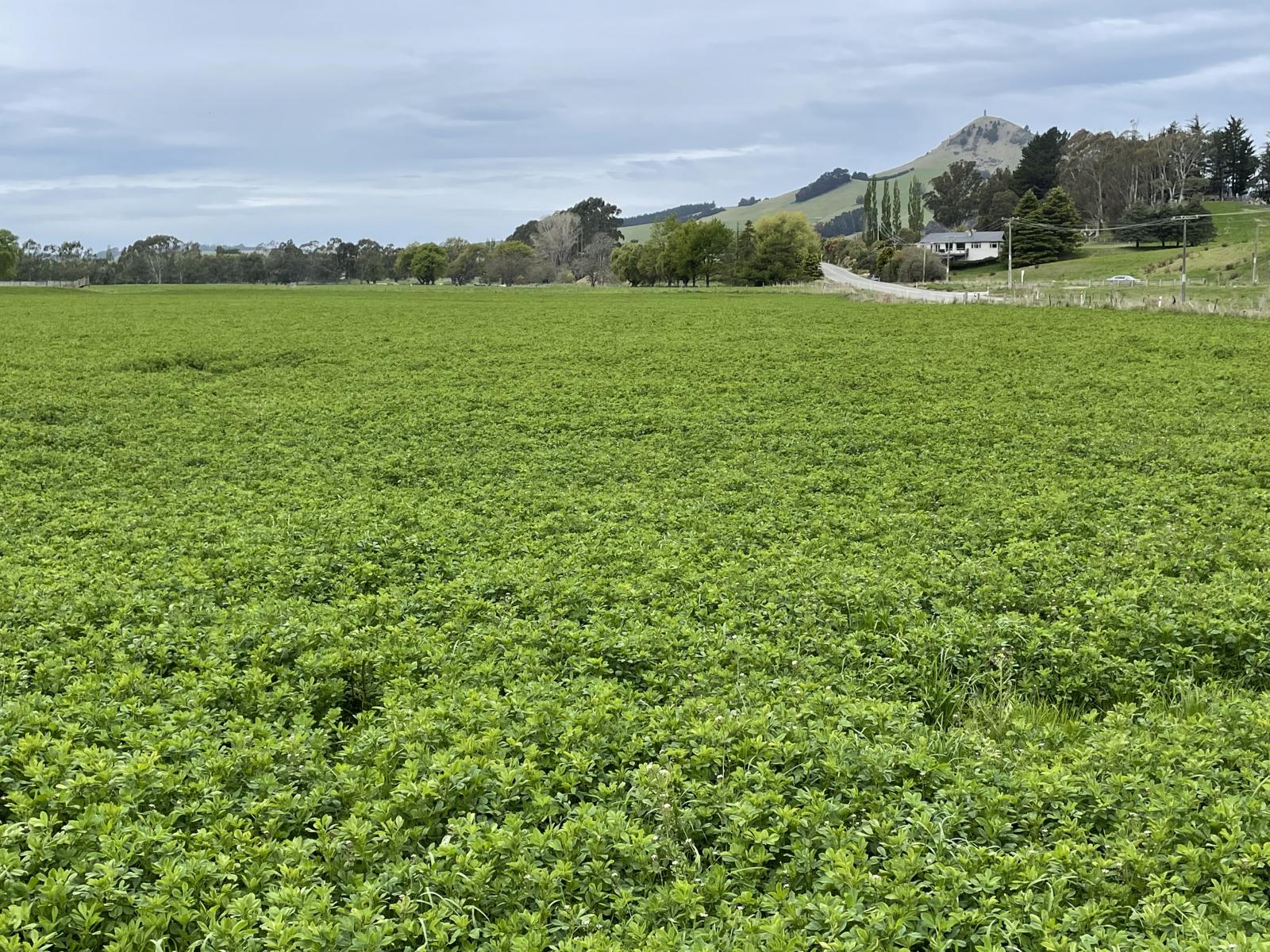 Palmerston-Dunback Road/Switchback Road, Palmerston